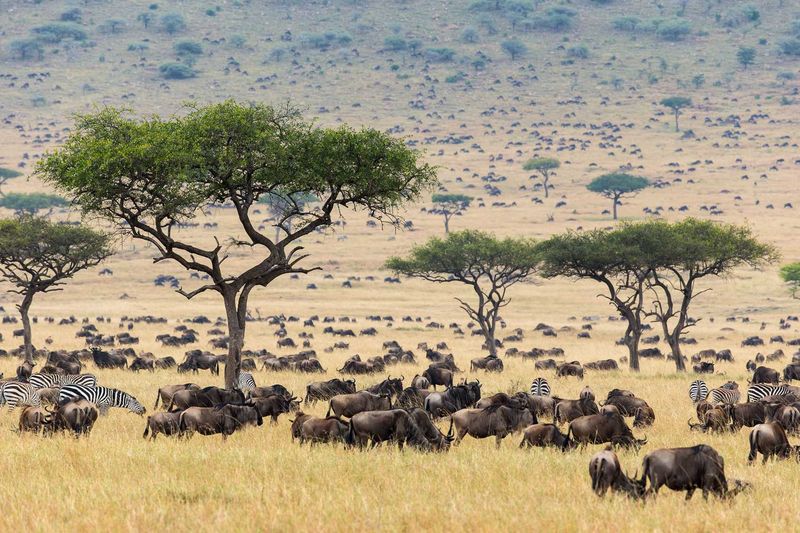 Masai Mara, Kenya — Iconic African Wildlife Plains