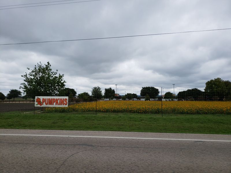 Bluebonnets and Scenic Drives