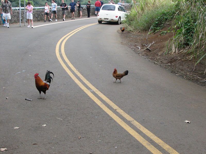 Chickens Can’t Cross the Road — Quitman, GA