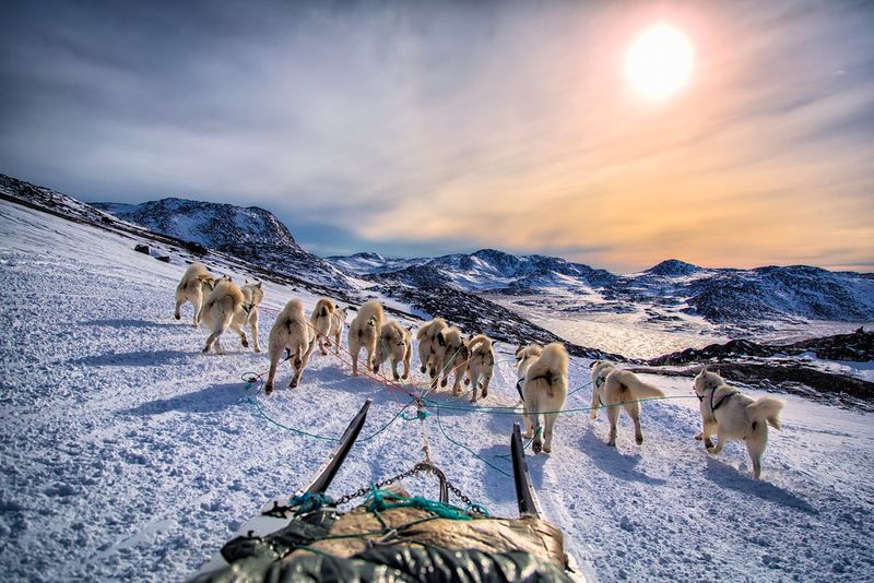 Dog Sledding Is Not Just for Tourists—It's Part of the Cultural Fabric