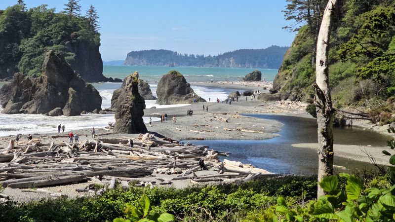 Kalaloch Beach and Tree of Life