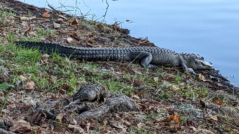 Lake Alice (Gainesville) – University of Florida