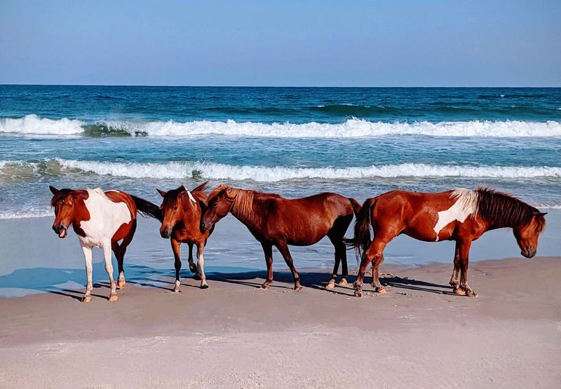 Assateague Island, Maryland & Virginia