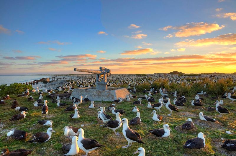 Midway Atoll (U.S.)
