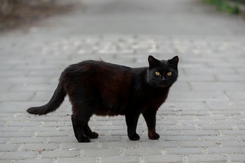 A Black Cat Crossing Your Path Means Bad Luck