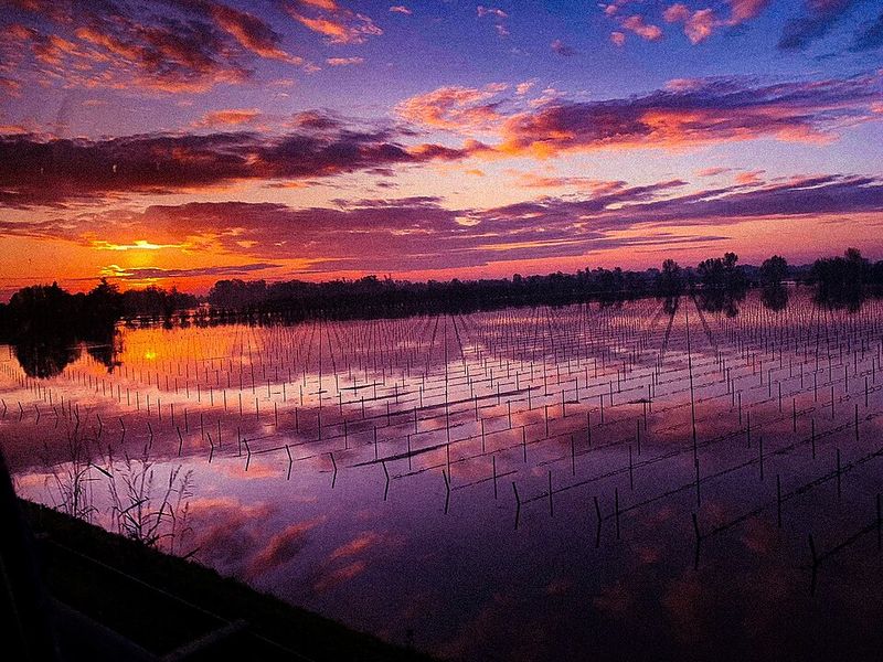 Oxygen Production Is Tied to Plant Survival