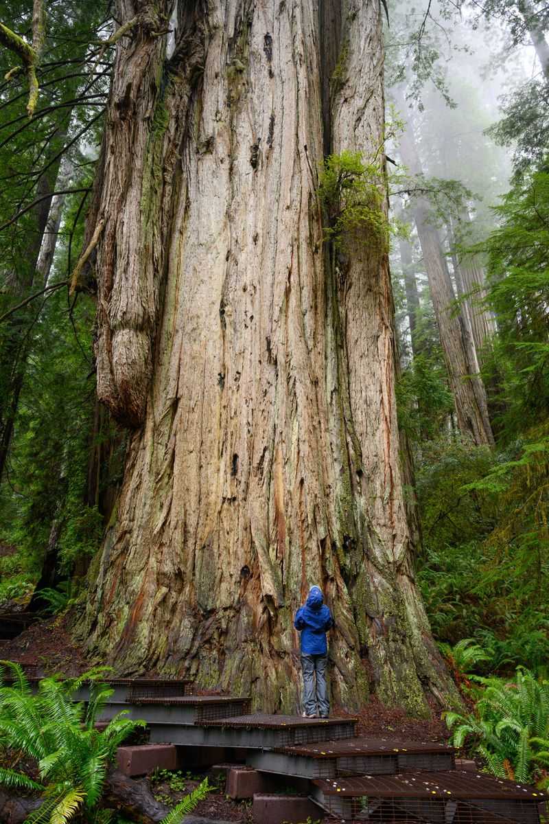 Redwood National and State Parks – Tallest trees on Earth and rugged coast.