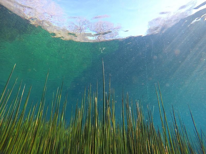 Photosynthesis Failure Comes Before Ocean Boiling