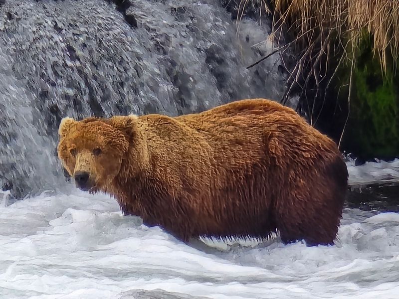 Brown bear viewing at Brooks Camp, Katmai National Park (Alaska)