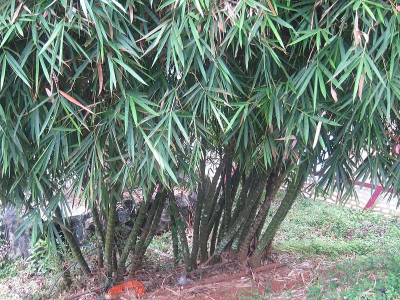 Bamboo Is the Fastest-Growing Edible Plant on Earth