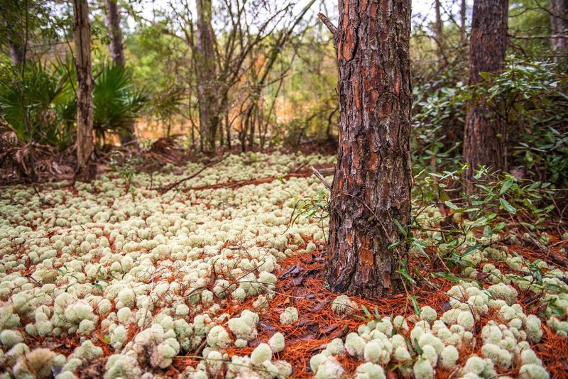 Mesic Flatwoods and Floodplain Forests
