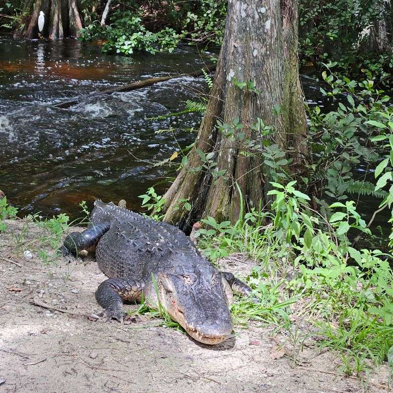 Loop Road – Big Cypress Preserve, Florida
