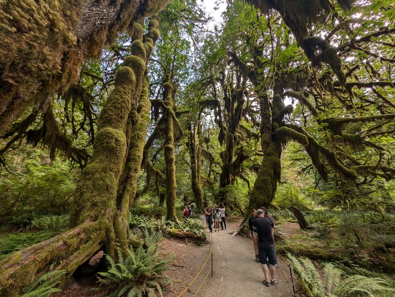 Quinault Rain Forest Loop