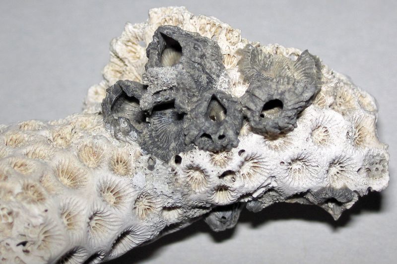 Scientists Are Studying Microbes and Minerals