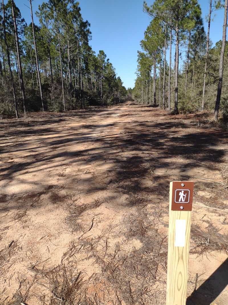 Rolling Sandy Hills – A Different Florida Backdrop