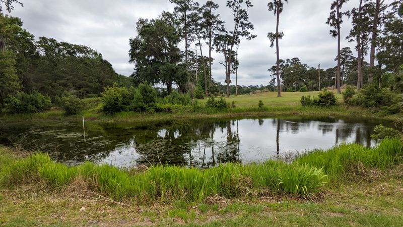 Wildlife: Egrets, Dolphins, And Quiet Witnesses