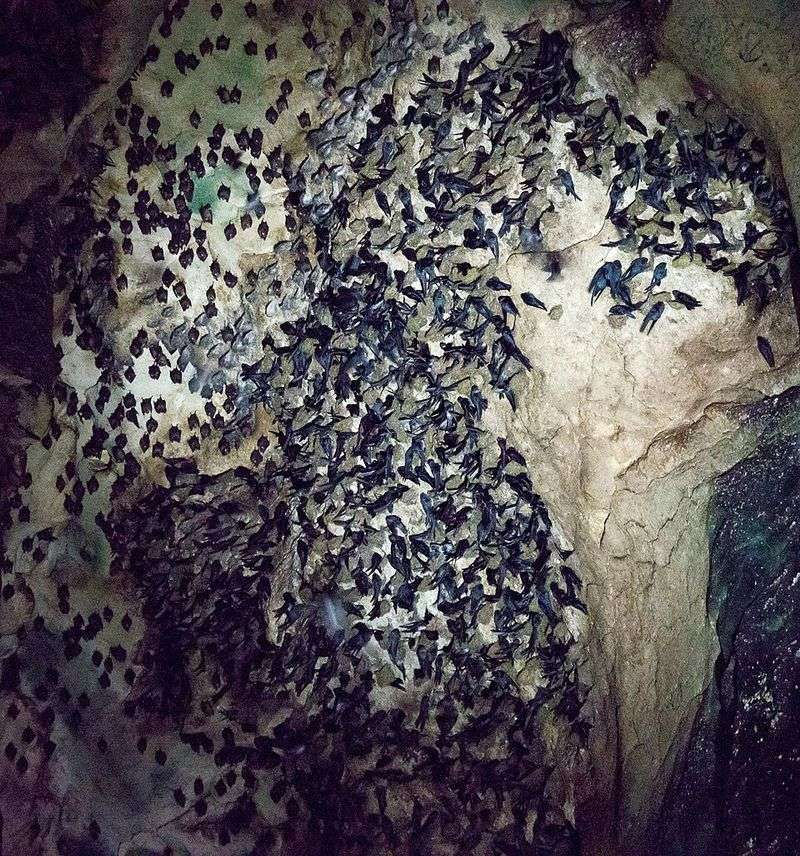 Not All Bats Are High Risk, Only Certain Families