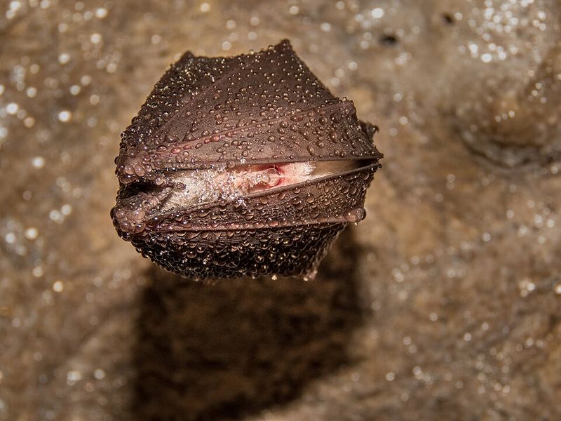 Most New Human Diseases Come From Animals