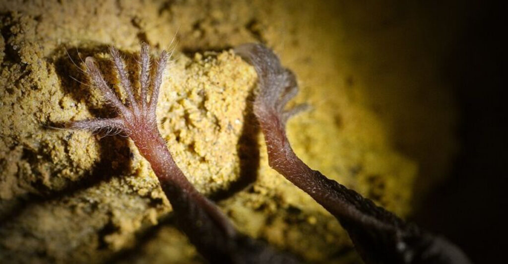 Scientists Identify the Animal Most Likely to Spark the Next Pandemic