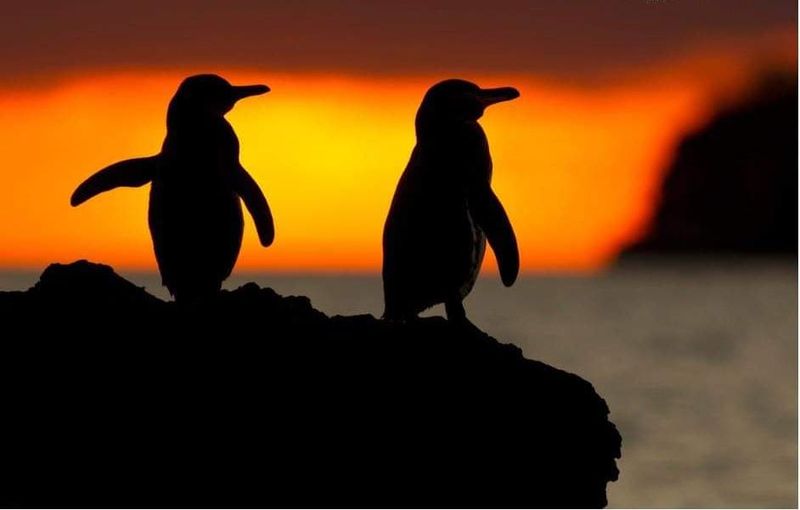 Galápagos Islands wildlife viewing under National Park rules (with certified guides)