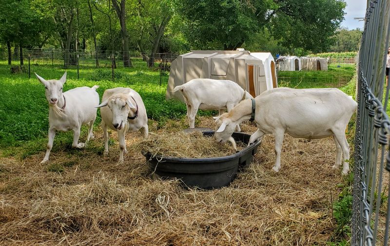 Meet the Goats, Sheep, and Chickens