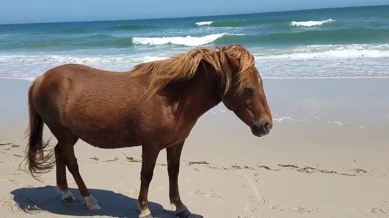 Safety, Bugs, and Beach Basics