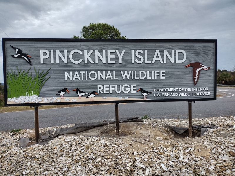 Pinckney Island Wildlife Morning
