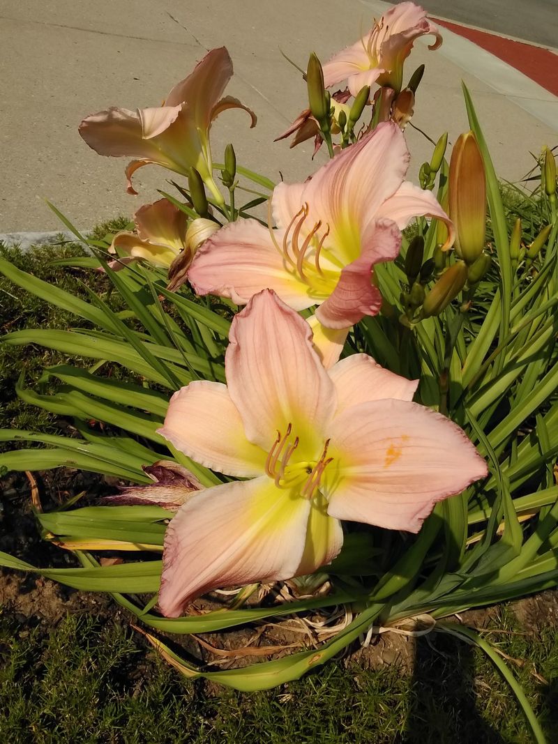 Peaceful Edges: Fields and Lanes