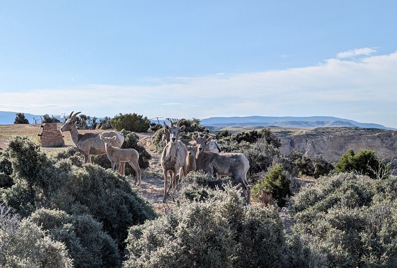 Wild Neighbors Beyond the Horses