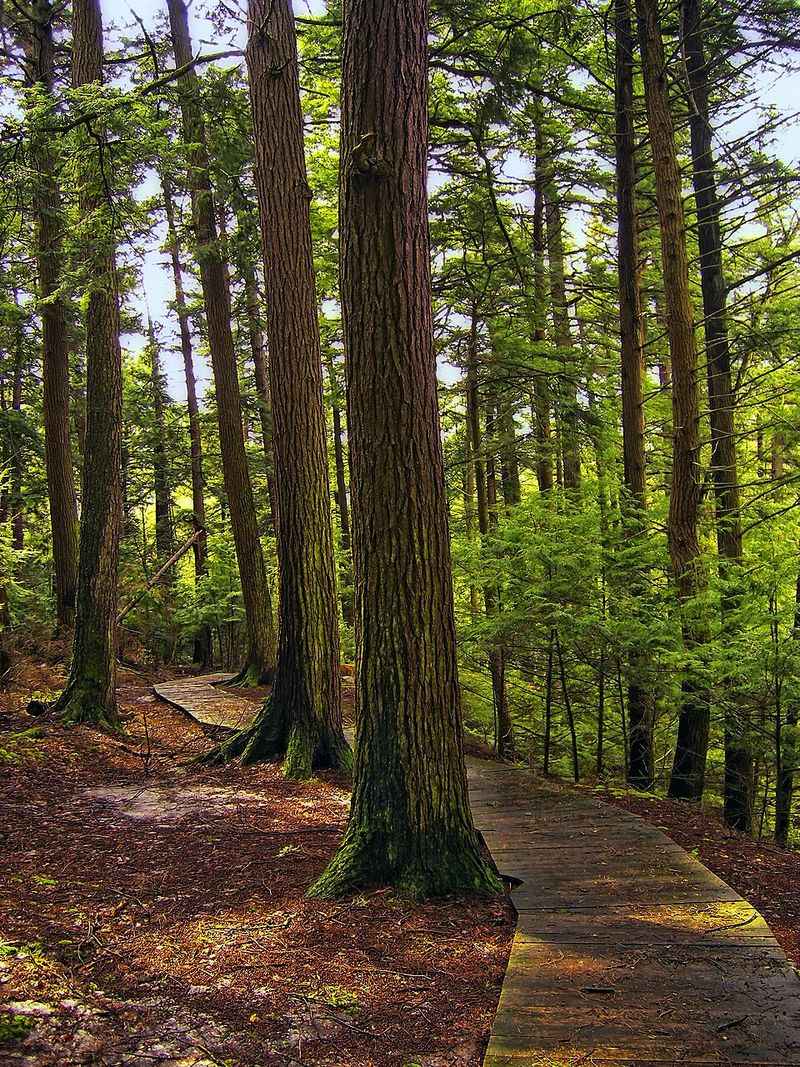 Follow Hemlock Trail's boardwalk past Penny Rock
