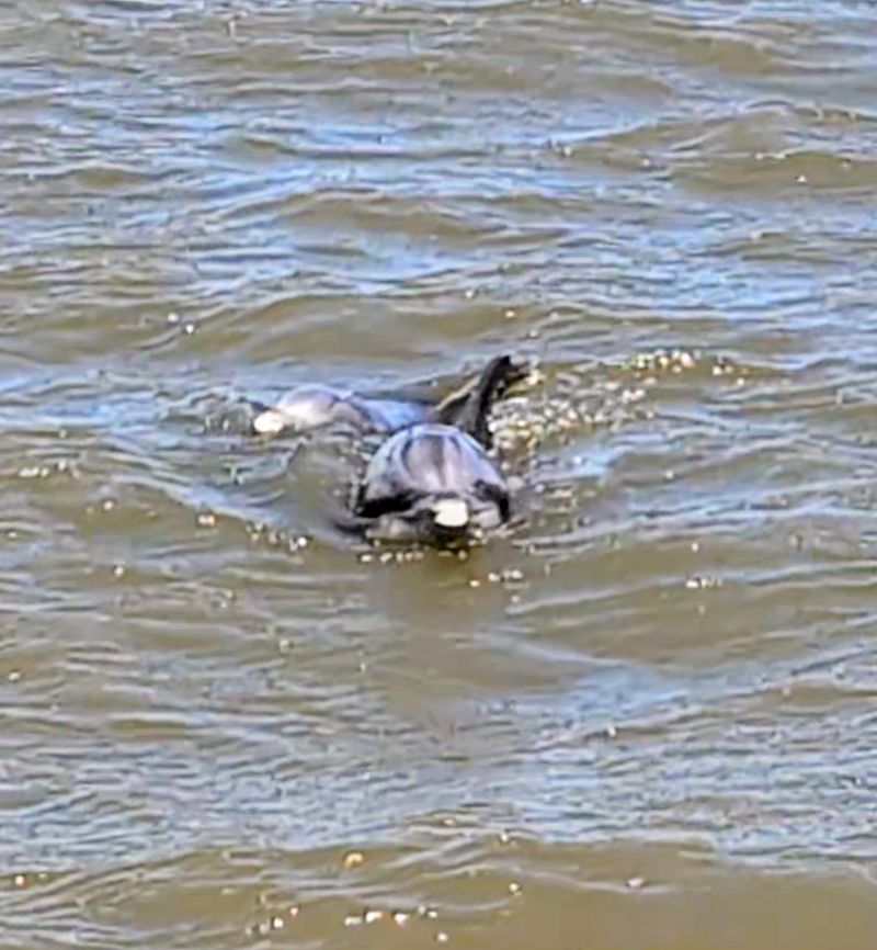 Ethical Dolphin Watching