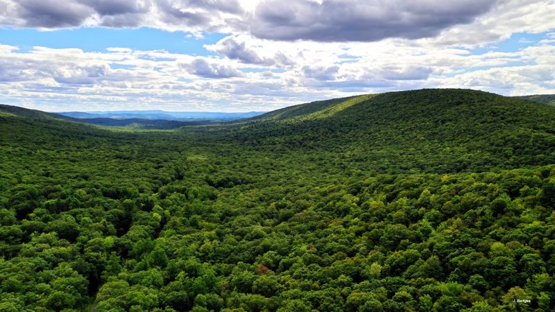 Rothrock State Forest
