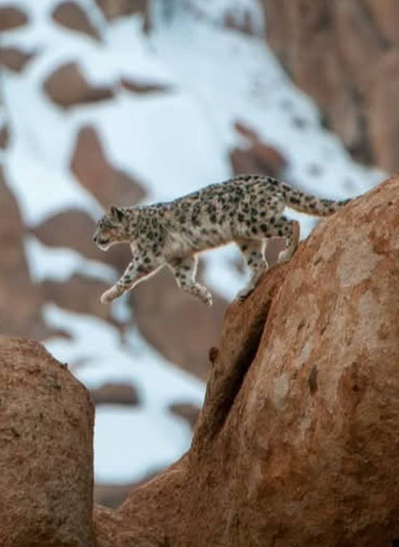 Snow leopard tracking in Hemis National Park (Ladakh, India) via community-based stays