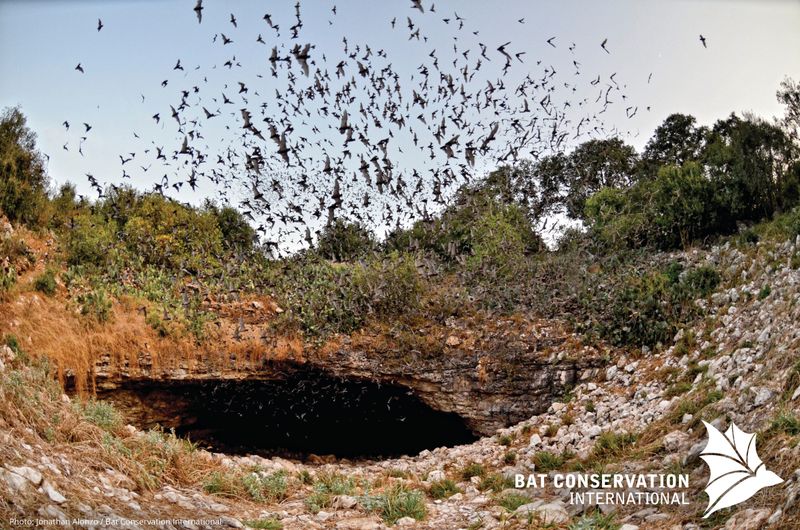 Watching the Bracken Cave bat flight in Texas (Bracken Cave Preserve)