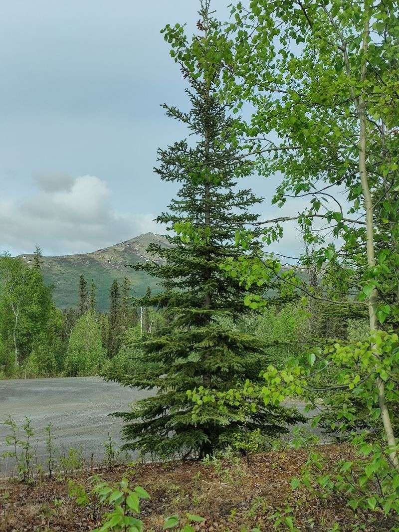 Summer Brings the Midnight Sun