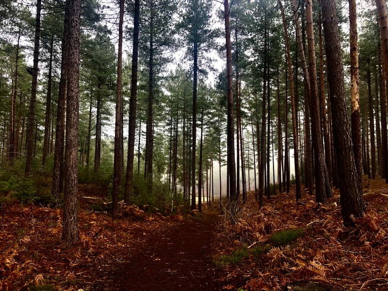 Bourne Wood – Gladiator and More, UK