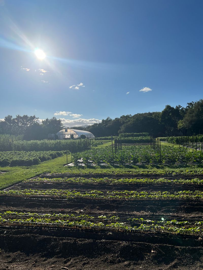 Seasonal Garden Reverie