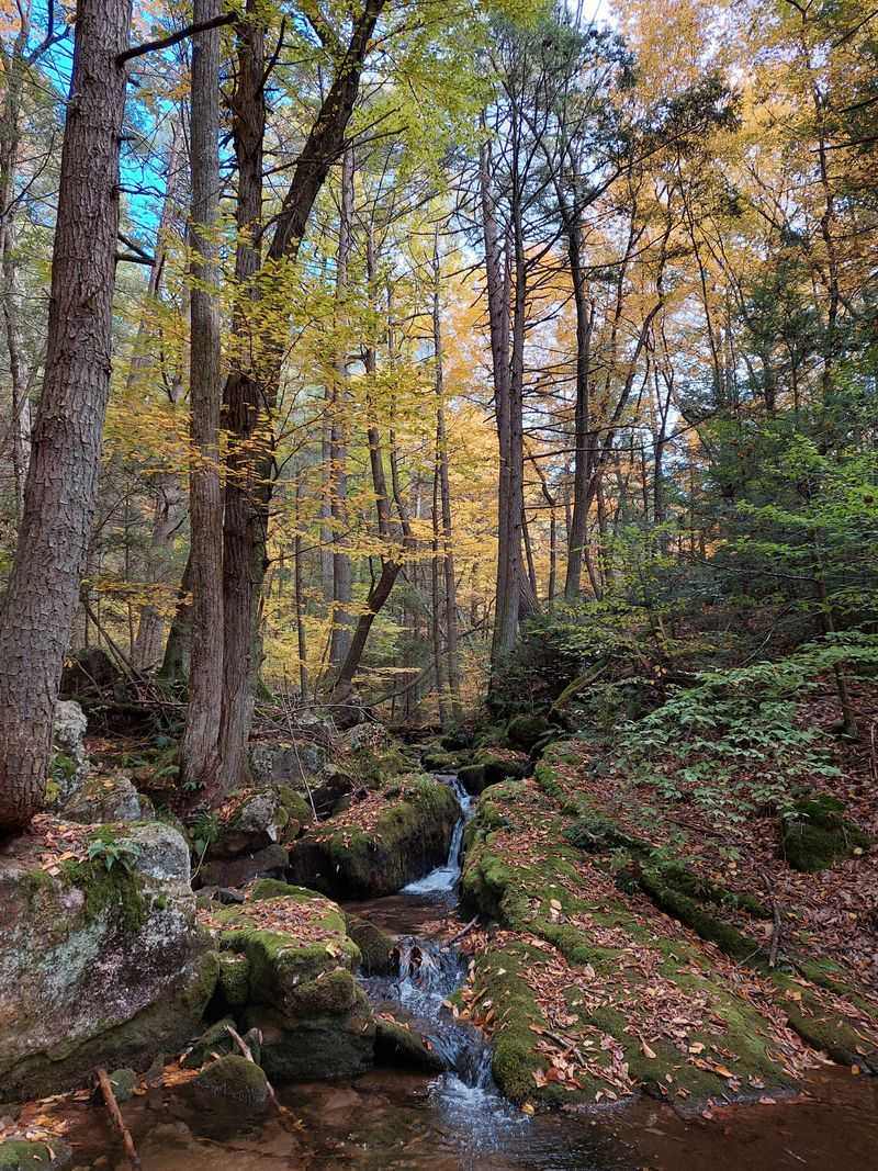 Bald Eagle State Forest