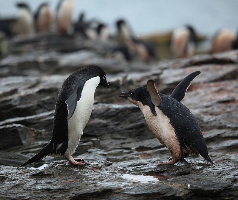 When overlap happens, competition can get physical and territorial