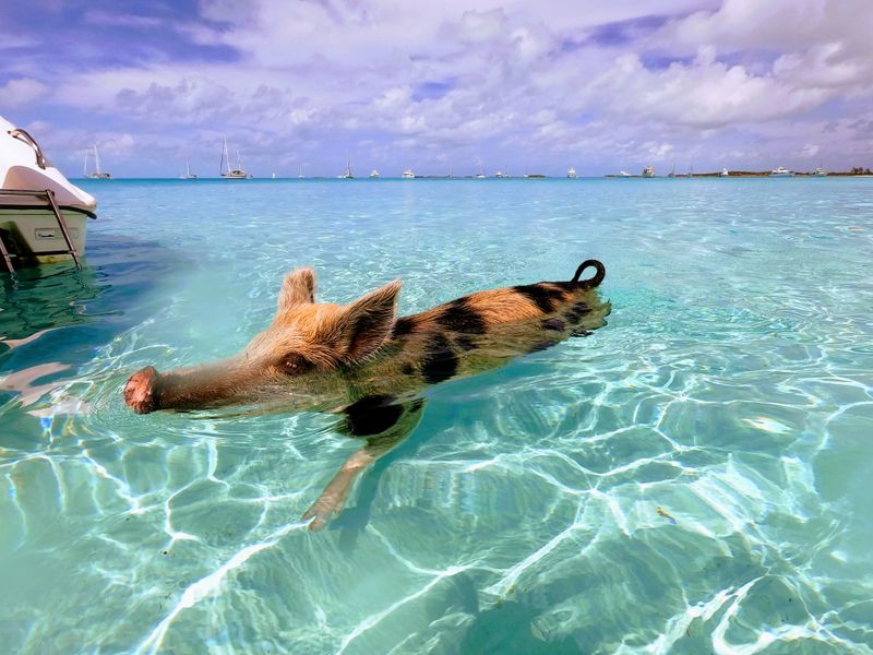 Go early for calmer water and a better experience