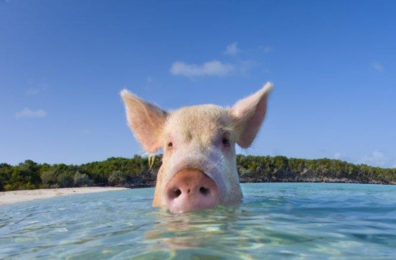 The number one safety rule: don't be the human snack dispenser with your face