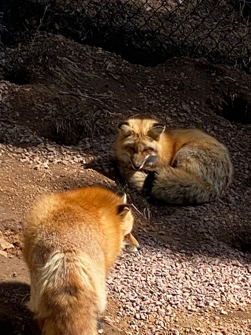 You'll likely see more than wolves