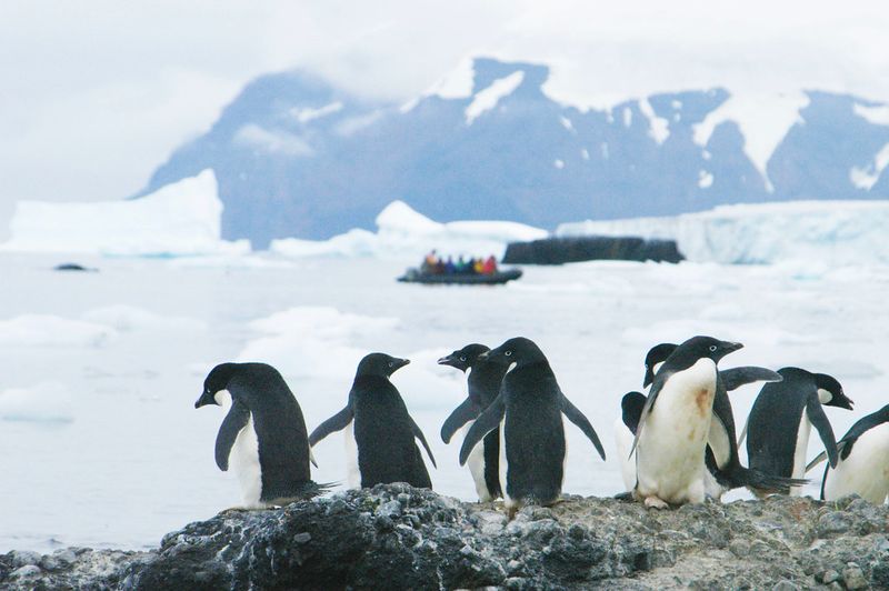 The colonies themselves are warming quickly