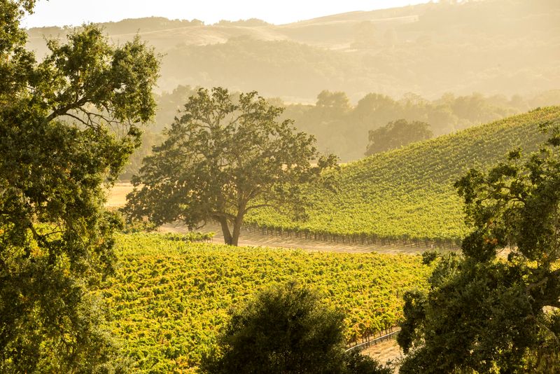 Why Paso Robles Beats Napa On Value