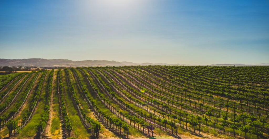 The ‘Forgotten’ California Wine Region That’s Shockingly Cheaper Than Napa