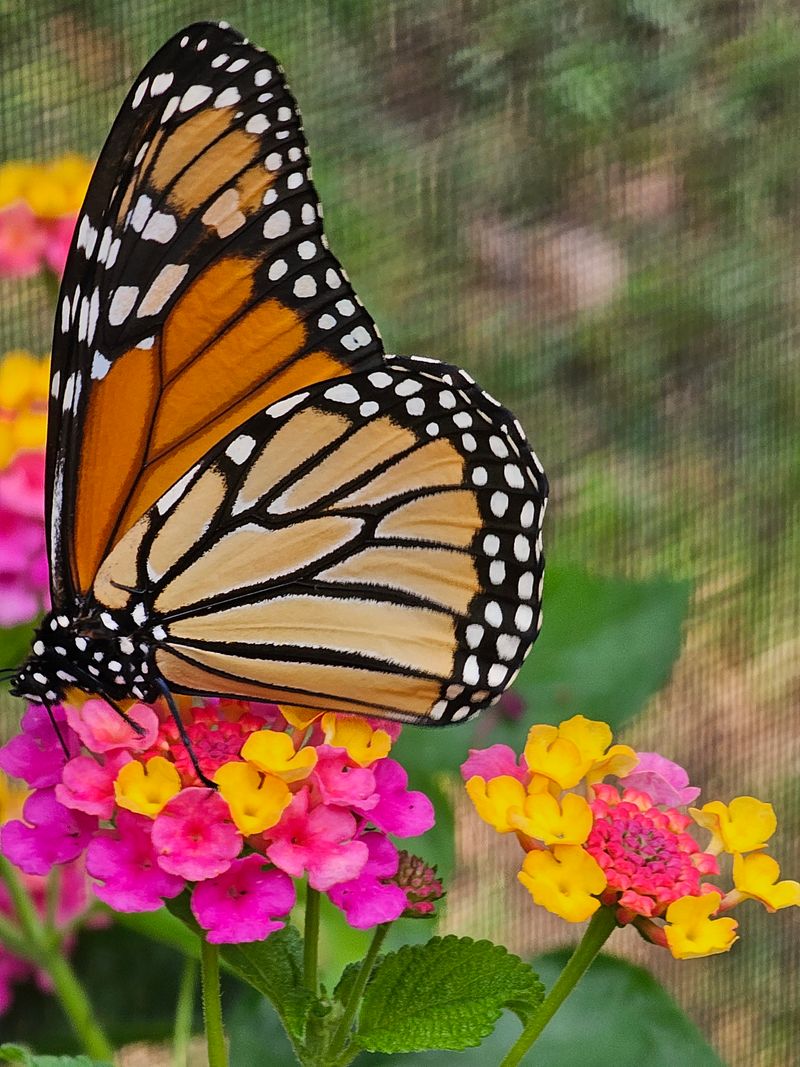 Butterfly House Magic