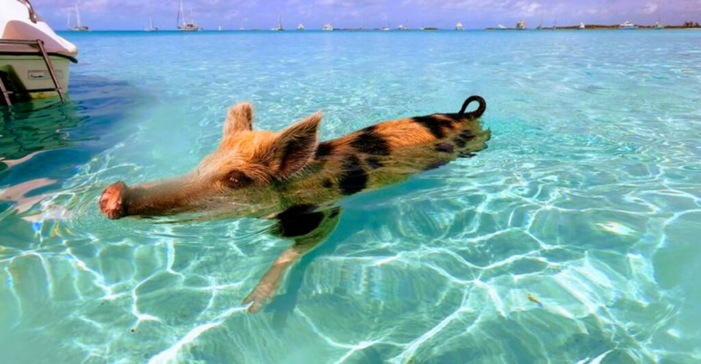 This Bahamas Island Has No People – Just Pigs That Love the Ocean
