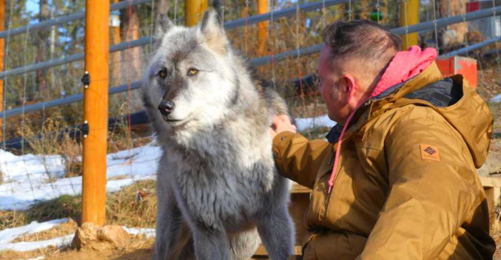 This Colorado Wildlife Sanctuary Lets You Get Within 3 Feet of Real Wolves