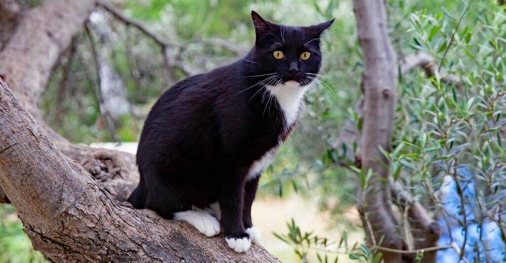 This Greek Island Lets You Live for Free – If You Take Care of Its Cats