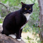 This Greek Island Lets You Live for Free – If You Take Care of Its Cats